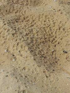 19411_927638553981524_4936413467338981739_n