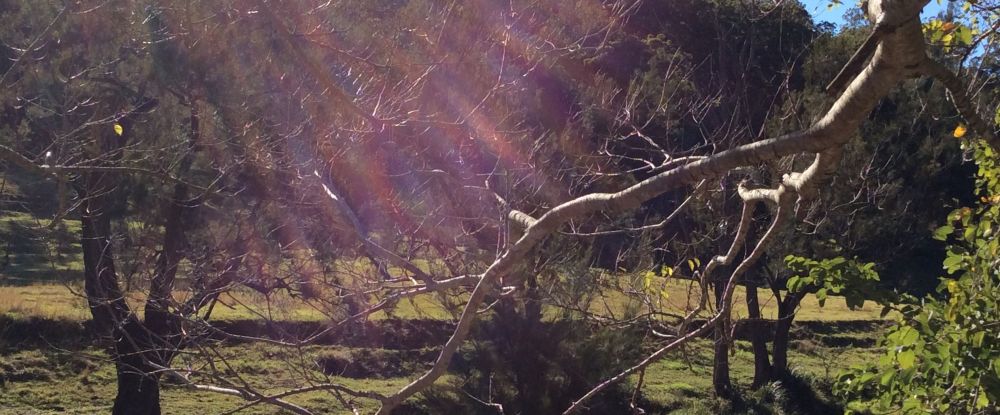 diffused light over a scene beside Christmas Creek near the border of QLD and NSW, a stop on my Journey to Beautiful that lead to pictures for Coffee and Colouring In for Grown Ups