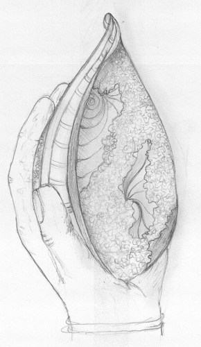 pencil drawing of a patterned shell like a conch shell in a human hand, drawn by Sandy Skinner author and artist of Journey to beautiful an adult colouring book that is a mindful story of life told in pictures gathered over a four year period.